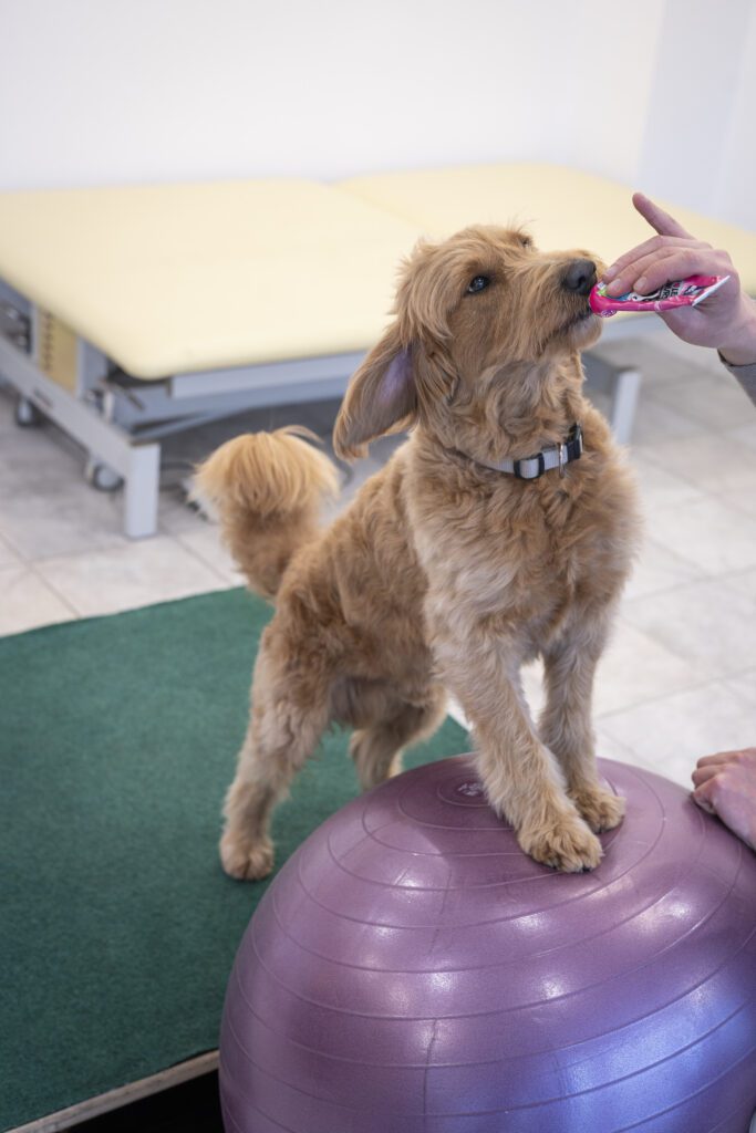 Hund steht mit den Vorderpfoten auf einem Gymnastikball