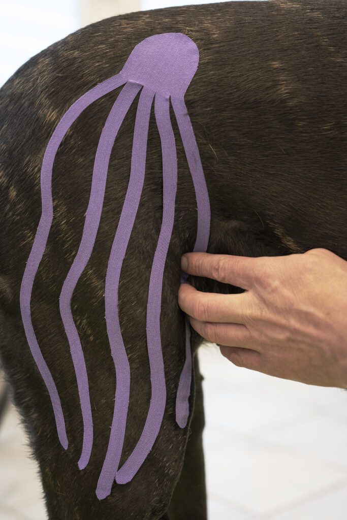 Hunde Hinterschenkel mit Kinesiologischem Taping