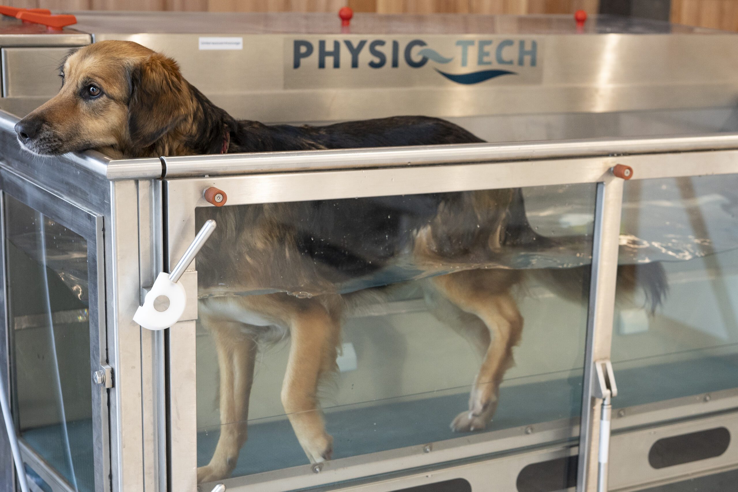 Hund_Unterwasserlaufband-scaled Hündin Wanja läuft im Unterwasserlaufband in der Praxis von Dieter Lützel