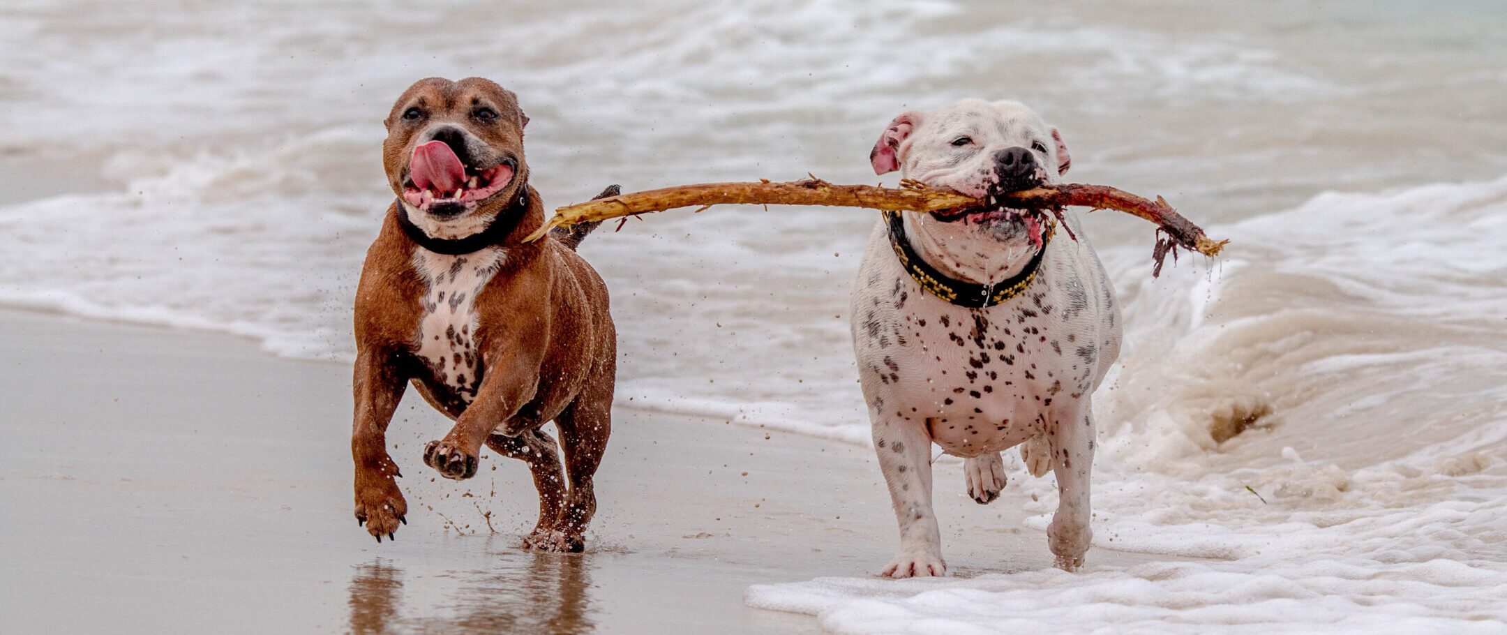 dog-running-beach Zwei Hunde toben am Strand, einer hat einen großen Stock im Maul